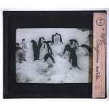 La Vie et les moeurs du pingouin Adélie. Pingouins Adélie.