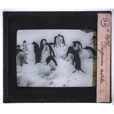 La Vie et les moeurs du pingouin Adélie. Pingouins Adélie.