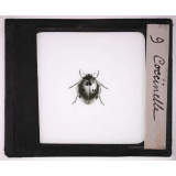 Les Insectes et les arachnides. Coccinelle.