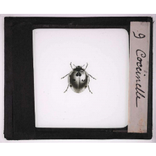 Les Insectes et les arachnides. Coccinelle.
