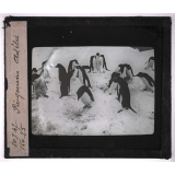 Les Animaux des régions polaires australes (baleines, phoques, oiseaux). Pingouins Adélie.