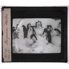 Les Animaux des régions polaires australes (baleines, phoques, oiseaux). Pingouins Adélie.