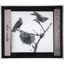 Les Nids des oiseaux. Nid du loriot vulgaire. 