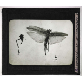 Métamorphoses des insectes. Evolution de la Locuste.