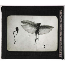 Métamorphoses des insectes. Evolution de la Locuste.