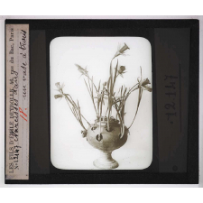 La Culture des plantes d'appartement. Narcisses dans un vase à trous.
