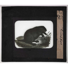 Les Industries des animaux. Castor.