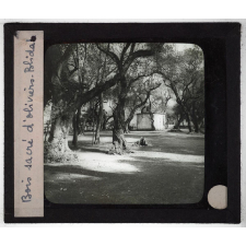 Algérie. Série I. Le pays et les indigènes. Bois sacré d'oliviers. Blida.