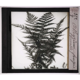 Les Fougères. Athyrium fougère femelle.