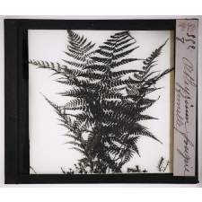 Les Fougères. Athyrium fougère femelle.