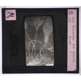 La Vie au fond des mers. Crinoïdes des grands fonds.