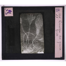 La Vie au fond des mers. Crinoïdes des grands fonds.