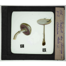 Notions élémentaires sur les champignons comestibles et vénéneux. Psalliote des champs, volvaire belle.