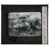 Chasse au moyen et au petit gibier africain du Mozambique. Bubale lunatus.