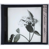 La Ramification et les inflorescences. Sureau noir.