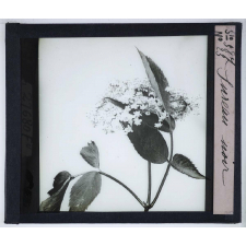 La Ramification et les inflorescences. Sureau noir.