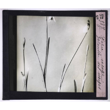 La Ramification et les inflorescences. Perce-neige. Galanthe des neiges.