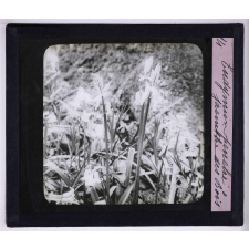 L'Art à l'école, décoration par les fleurs de printemps. Endymion penché, jacinthe des bois.