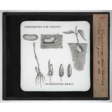 Les Plantes. Germination d'un haricot et d'un grain de blé.