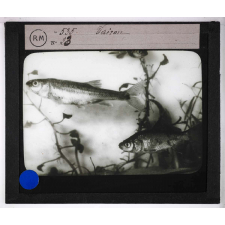 Les Poissons d'eau douce. Vairon.