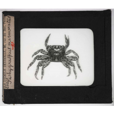 Les Crustacés. Pachygraspus marmoratus.