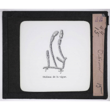 Microscope nature. Oïdium.