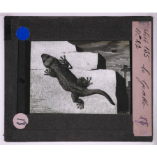 Vol, natation et reptation. Le Gecko.