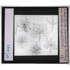 Biologie florale. Expériences de Vochting sur epilobum augustifolium.