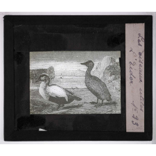 Les Oiseaux utiles. L'eider.
