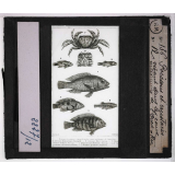 Mœurs des poissons. Poissons et crustacés vivant dans les eaux artésiennes de l'Oued-Rir.
