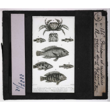 Mœurs des poissons. Poissons et crustacés vivant dans les eaux artésiennes de l'Oued-Rir.