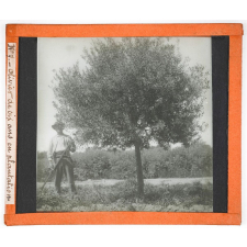 Algérie, cultures. Olivier de six ans en plantation.