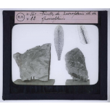 Les Transformations du monde végétal. Feuilles de Nevropteris et de Glossopteris.