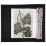 Les Insectes parasites de la vigne. Pyrale.