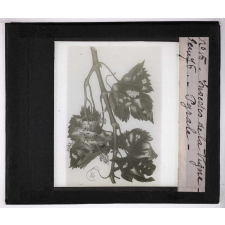 Les Insectes parasites de la vigne. Pyrale.