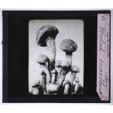La Vie des champignons. Pholiote écailleux.