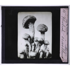 La Vie des champignons. Pholiote écailleux.