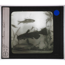 Les Poissons d'eau douce. Poisson-chat.
