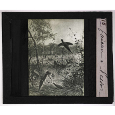 La Chasse. Faisan à l'essor.