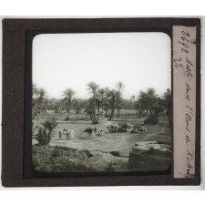 Algérie. Halte dans l'Oasis de Biskra.