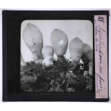 La Vie des champignons. Lycoperdon en poire.