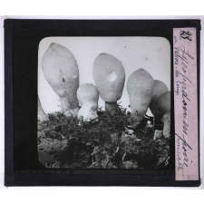 La Vie des champignons. Lycoperdon en poire.