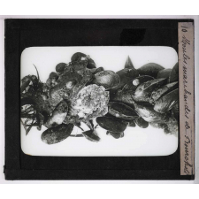 La Moule et l'huître portugaise sur les côtes de l'Aunis. Moules marchandes de bouchots.