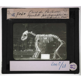 Les Fossiles de l'ère tertiaire et de l'ère quaternaire. Ours des Cavernes. Squelette photographié au Muséum de Paris.