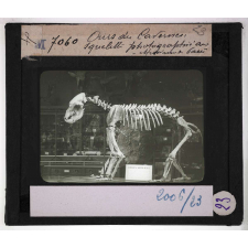 Les Fossiles de l'ère tertiaire et de l'ère quaternaire. Ours des Cavernes. Squelette photographié au Muséum de Paris.