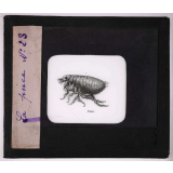Les Insectes et les arachnides. La puce.