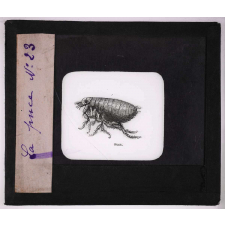 Les Insectes et les arachnides. La puce.