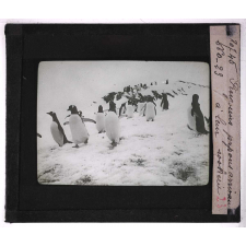 Les Animaux des régions polaires australes (baleines, phoques, oiseaux). Pingouins papous arrivant à leur rookerie.