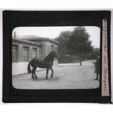 Comment doit-on acheter un cheval ? Cheval au caveçon.