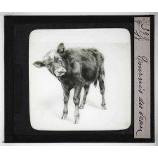Les Principales maladies de l'espèce bovine. Tournis du veau.